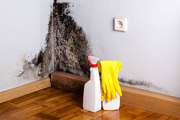 Best Water Damage & Mold Remediation  in Chauvin, LA